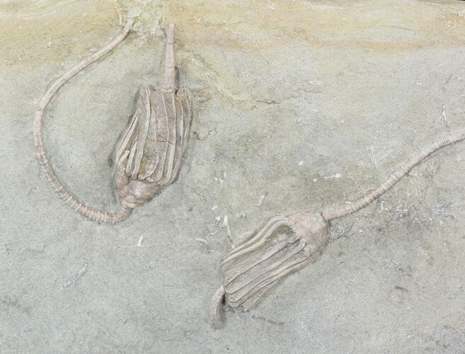 Pair Of Detailed Macrocrinus Crinoid Fossils - Indiana #52931